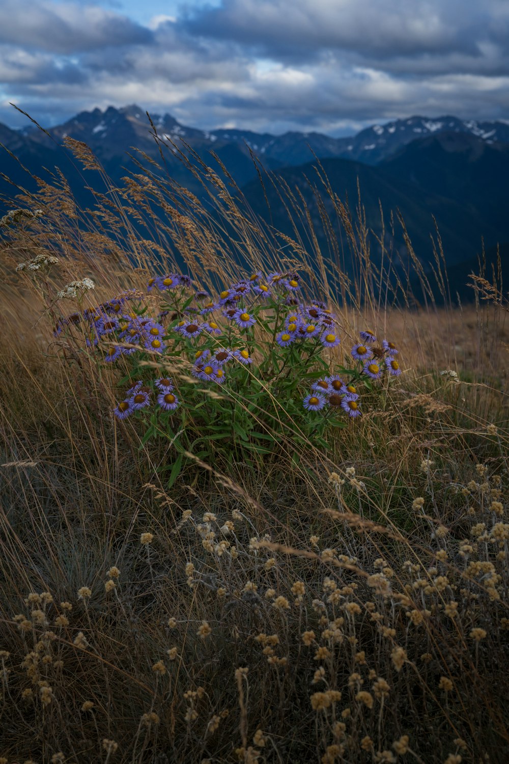 purple flowers on brown grass field during daytime