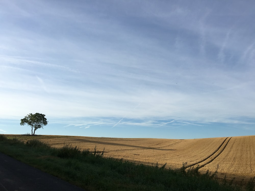 Campo de hierba verde bajo el cielo azul durante el día