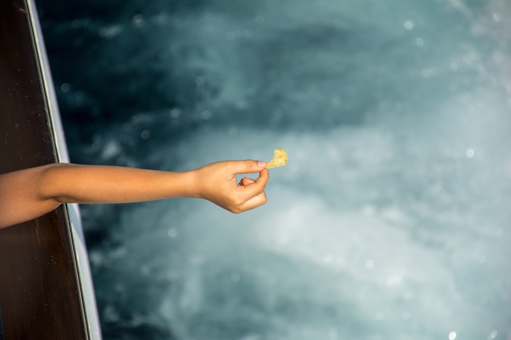 person holding yellow flower petals