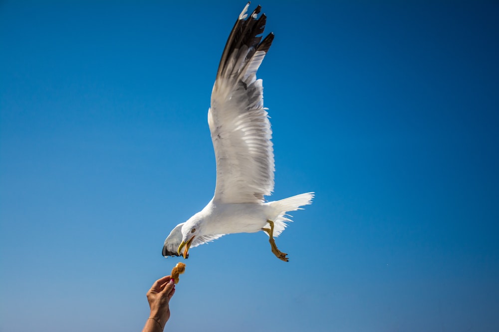 white bird flying under blue sky during daytime