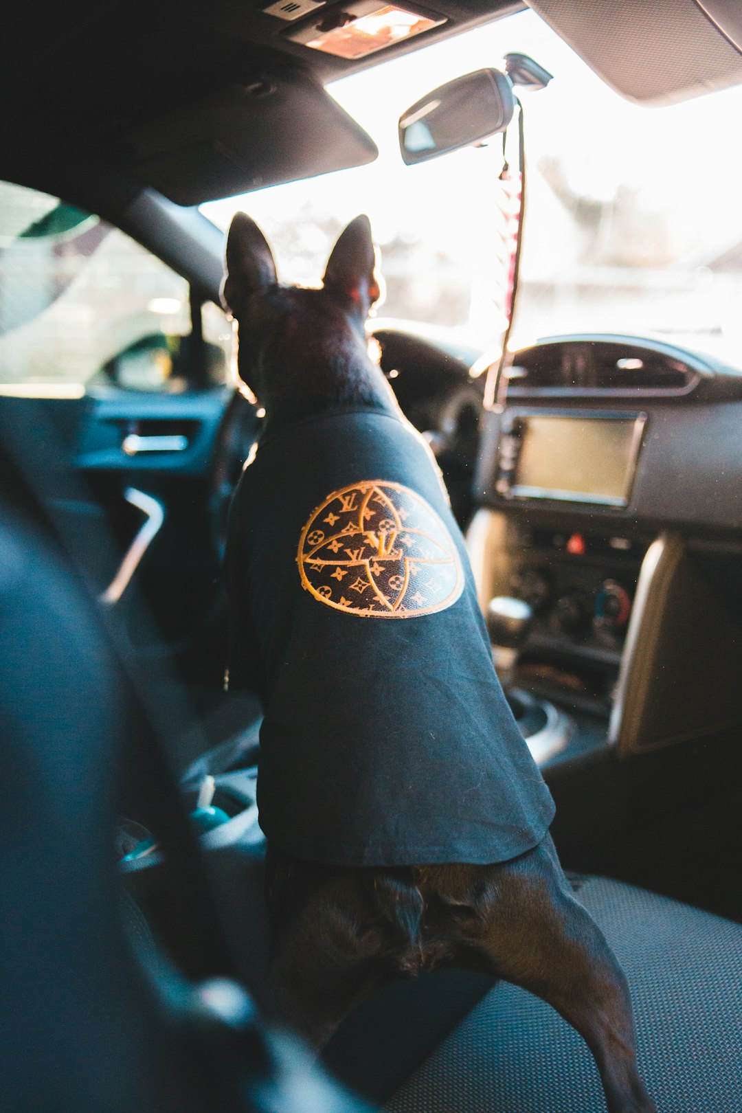 black short coated dog wearing brown leather jacket