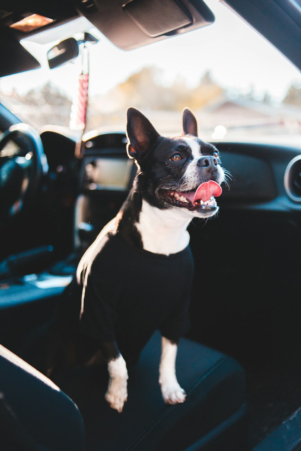cane a pelo corto in bianco e nero che si siede sul seggiolino auto