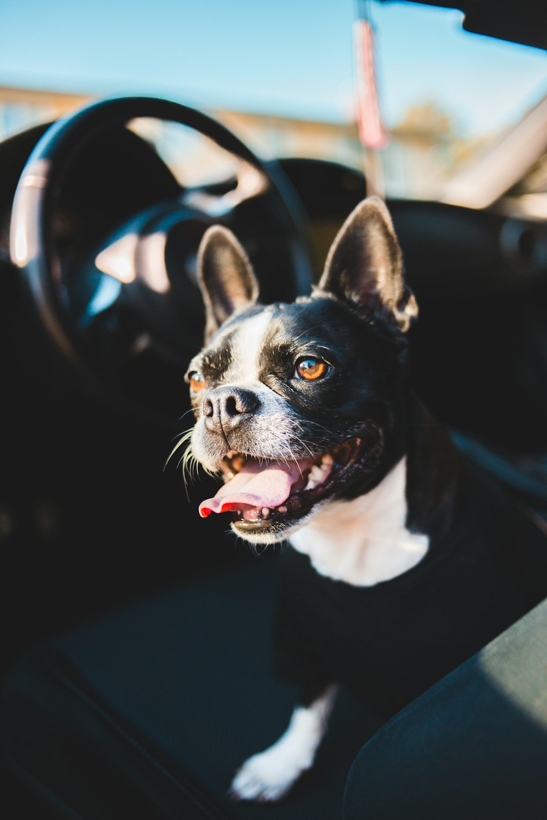 black and white short coated dog