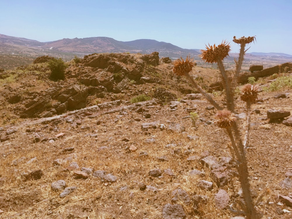 green and brown plant on brown hill under blue sky during daytime