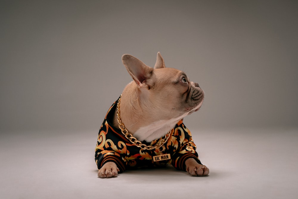 brown and white pug wearing black and yellow leopard print coat