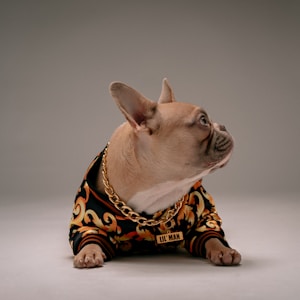 brown and white pug wearing black and yellow leopard print coat