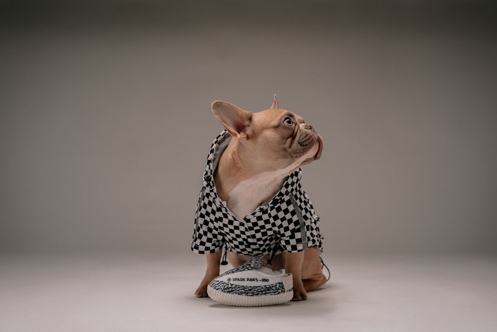 fawn pug in black and white polka dot dress