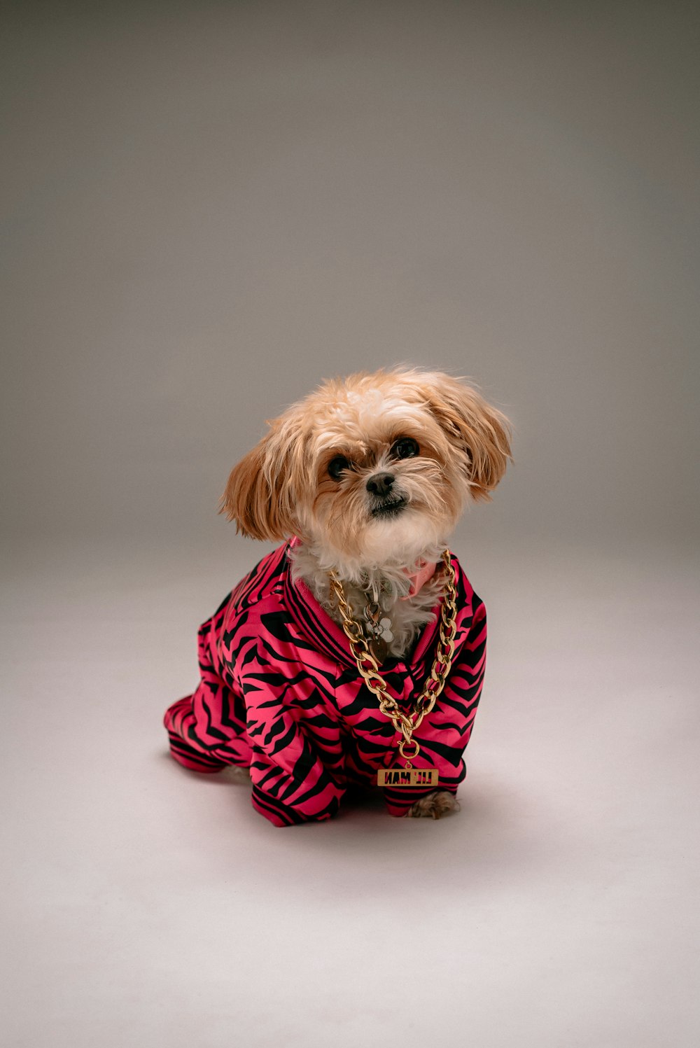 weißer und brauner Shih Tzu im roten und schwarzen Polka Dot Kleid