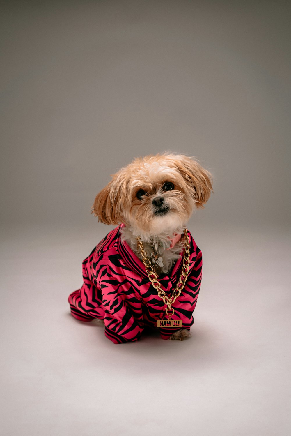 white and brown shih tzu in red and black polka dot dress