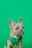 brown french bulldog wearing blue and white polka dot shirt