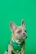brown french bulldog wearing blue and white polka dot shirt