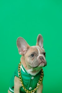 brown french bulldog wearing blue and white polka dot shirt