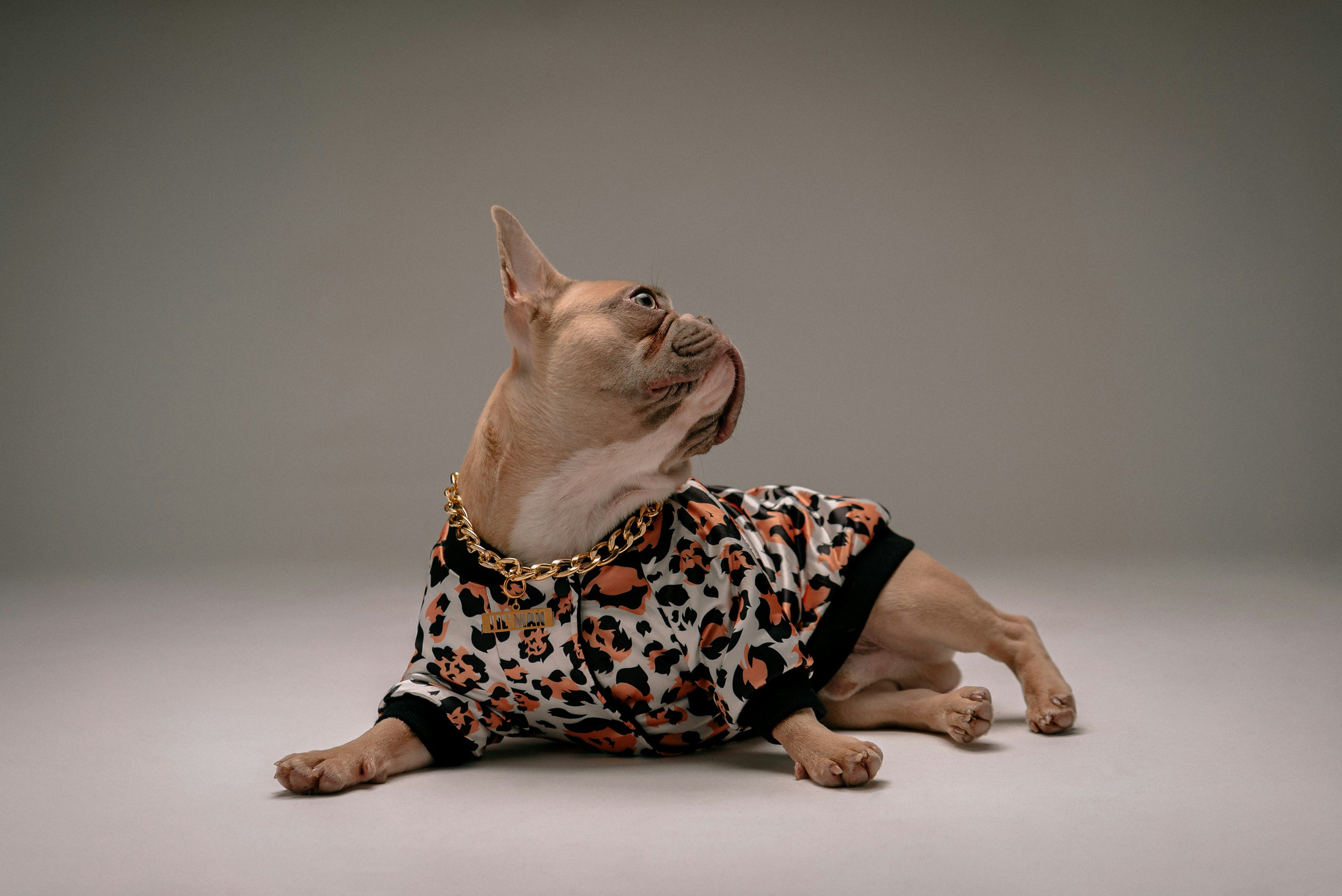 brown short coated small dog wearing black and pink polka dot shirt