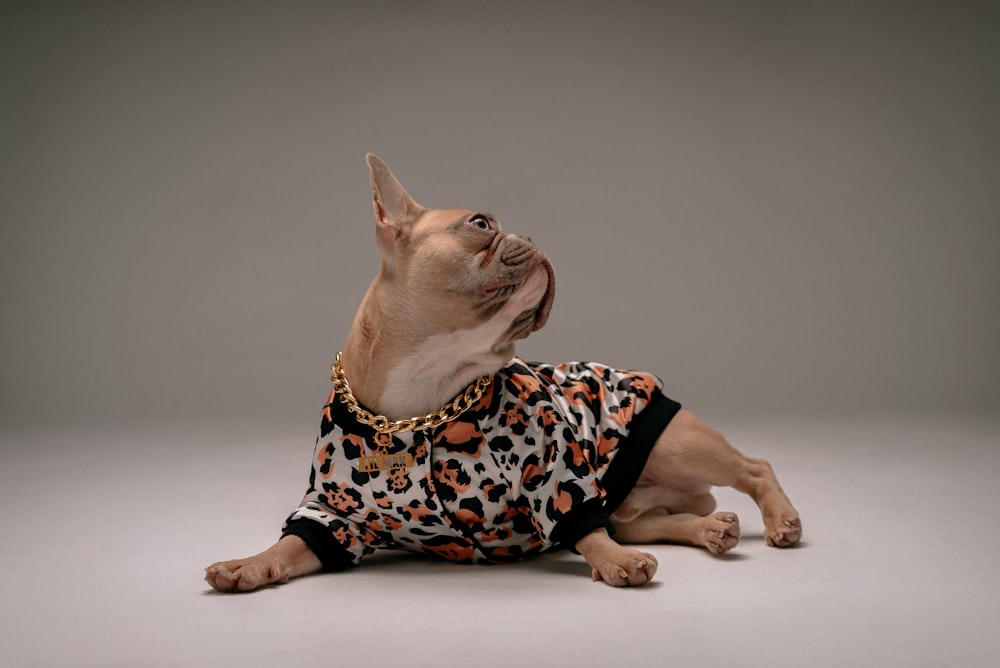 brown short coated small dog wearing black and pink polka dot shirt