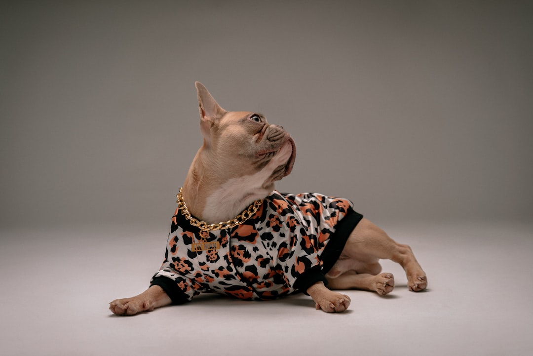 brown short coated small dog wearing black and pink polka dot shirt, Cheetah boy