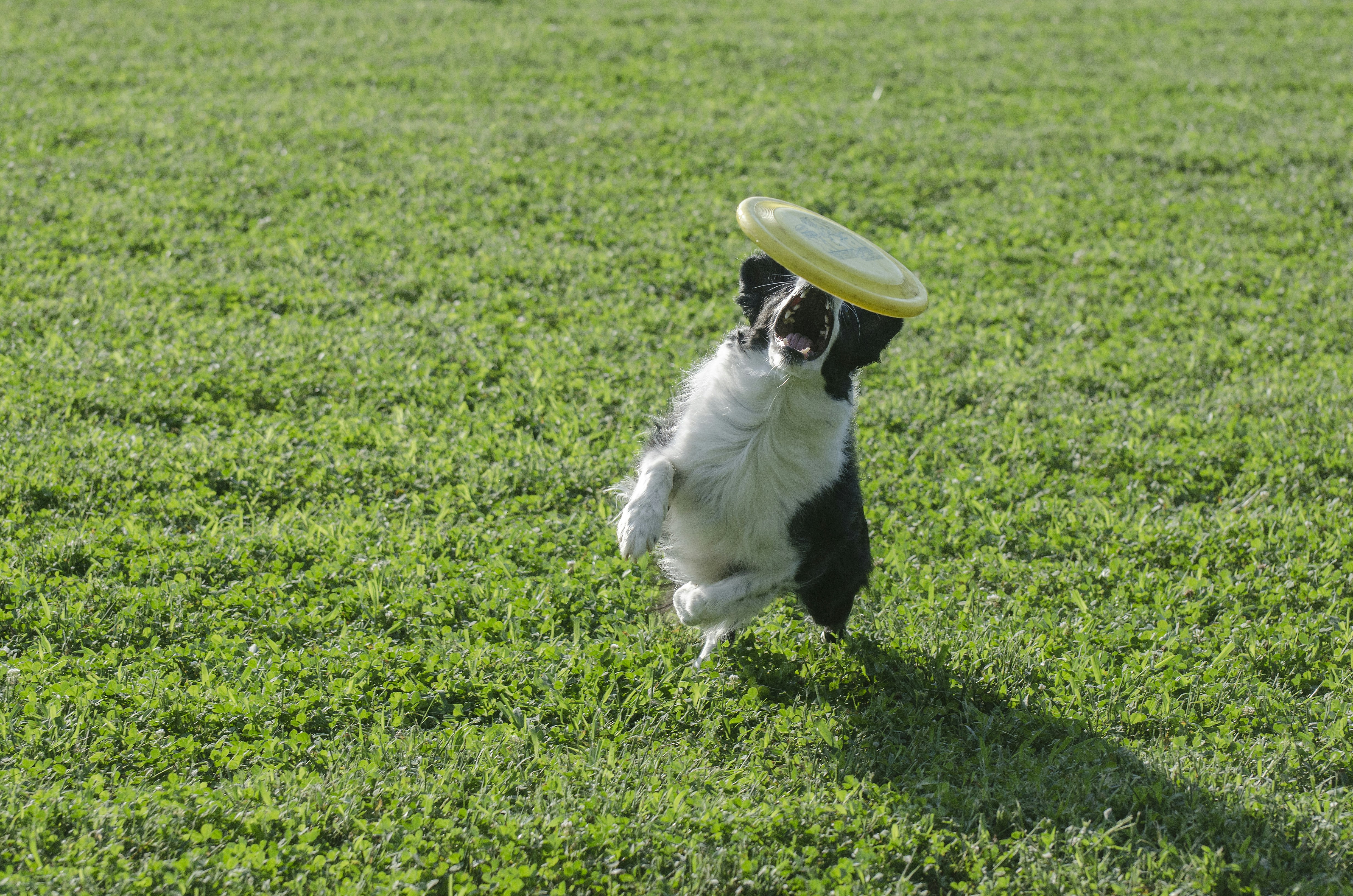 black and white short coated dog playing with white and green plastic toy on green grass