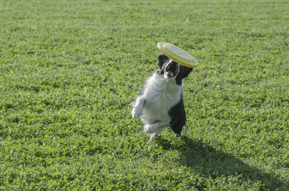 perro de pelo corto blanco y negro jugando con juguete de plástico blanco y verde sobre hierba verde
