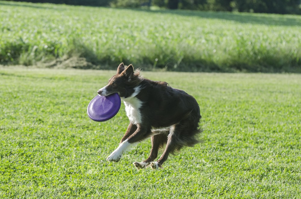 black and white border collie running on green grass field during daytime