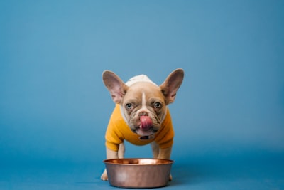 brown french bulldog in blue bucket hungry teams background