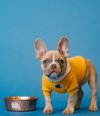 brown french bulldog in yellow shirt holding blue ceramic mug