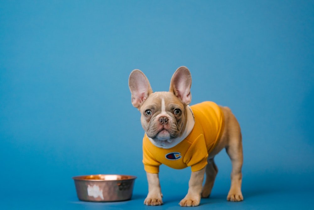 brown french bulldog in yellow shirt holding blue ceramic mug