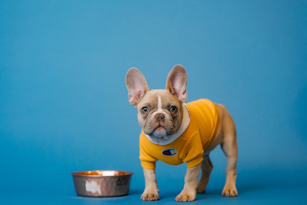 buldogue francês marrom na camisa amarela segurando caneca de cerâmica azul