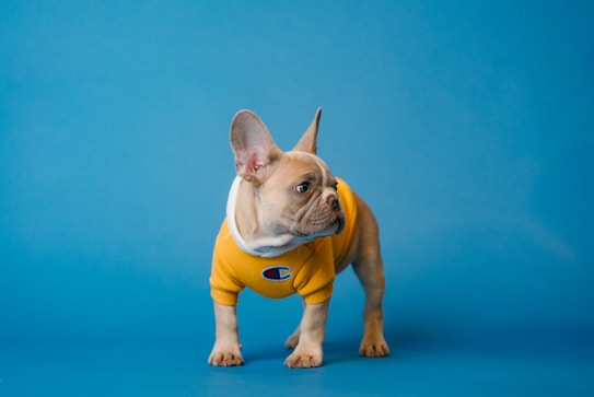 A small dog with a fawn-colored coat wears a bright yellow sweater with a logo on it. The dog stands on a blue background and looks to its right.