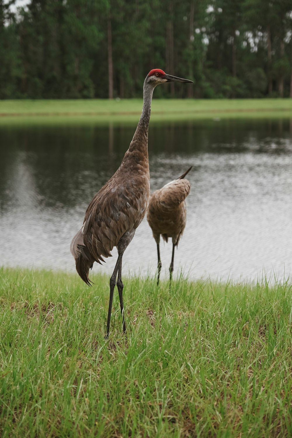 brown long beak bird on green grass field near body of water during daytime