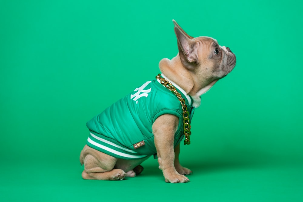 brown pug wearing green shirt