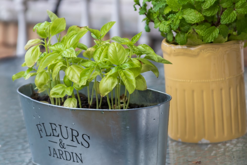 green plant in gray pot