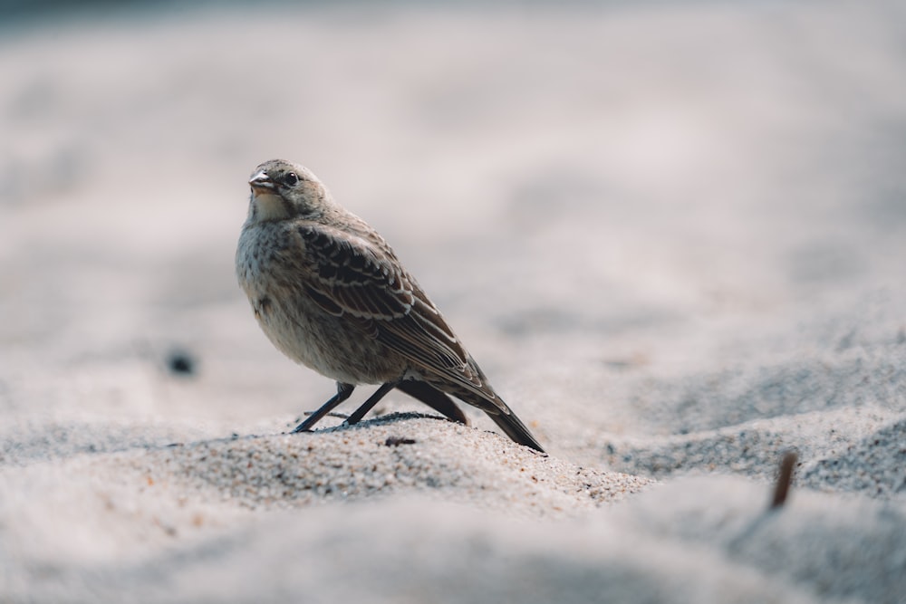 Brauner und weißer Vogel auf grauem Sand tagsüber