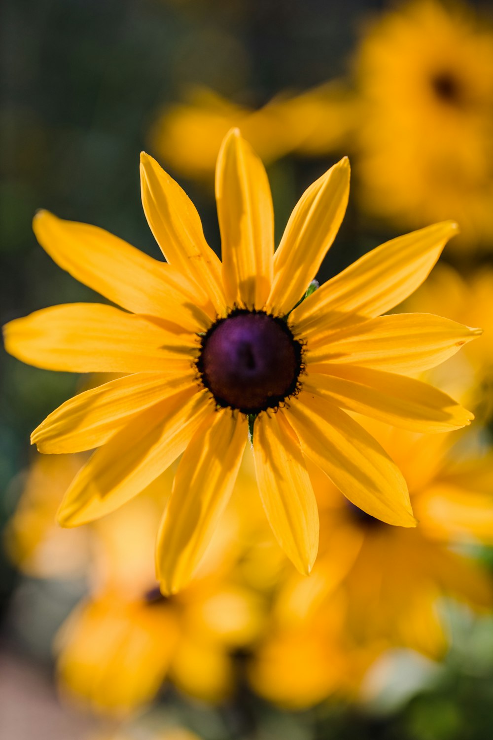 yellow flower in macro lens photography