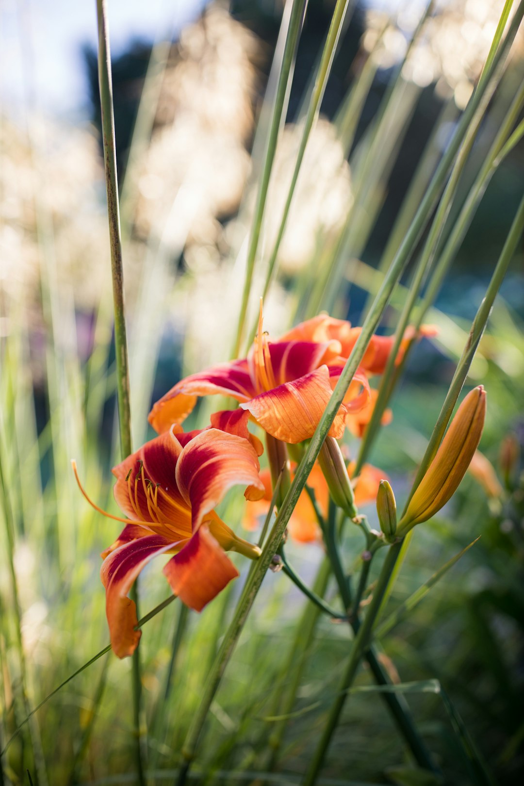 red flower in tilt shift lens