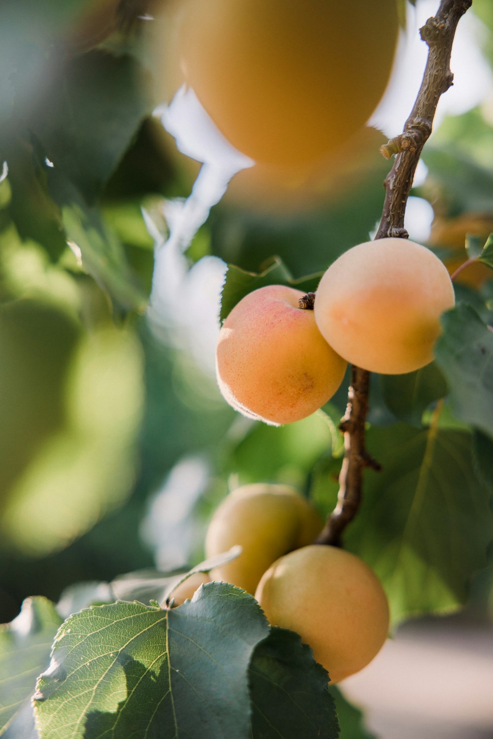 orange fruit on tree branch