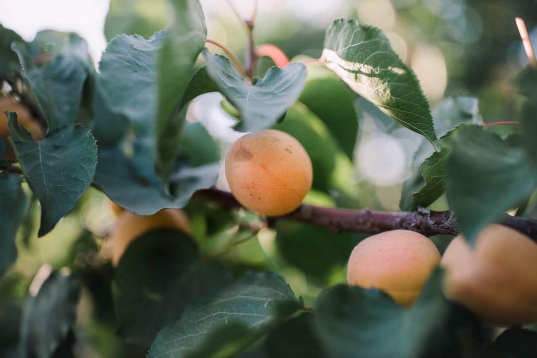 orange fruit on tree branch