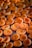 Halved apricots arranged on a drying rack, showcasing their vibrant orange hues and textured interiors. The close-up perspective highlights the freshness and natural details of the fruit.