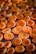 Halved apricots arranged on a drying rack, showcasing their vibrant orange hues and textured interiors. The close-up perspective highlights the freshness and natural details of the fruit.
