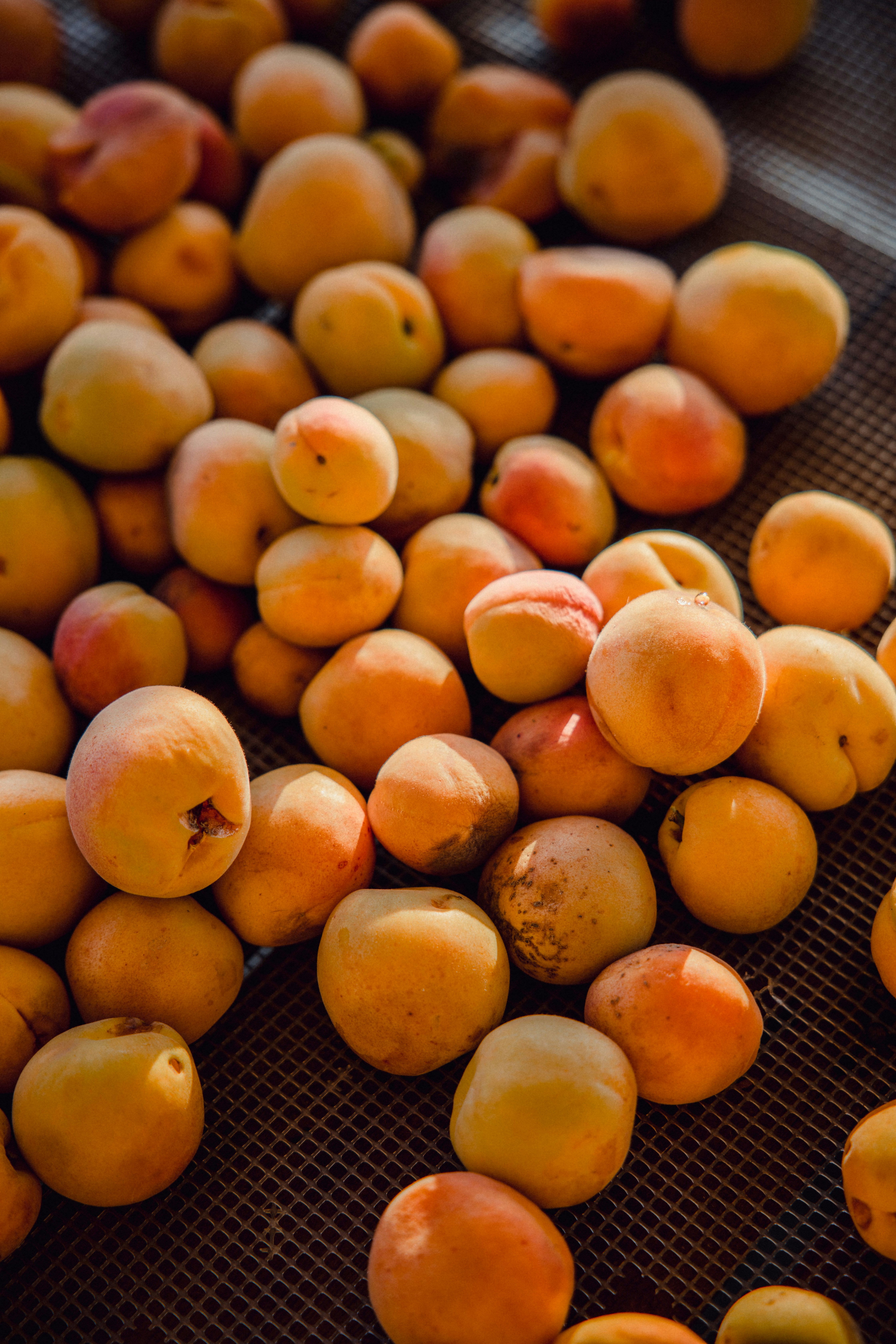Organic Dried Apricots