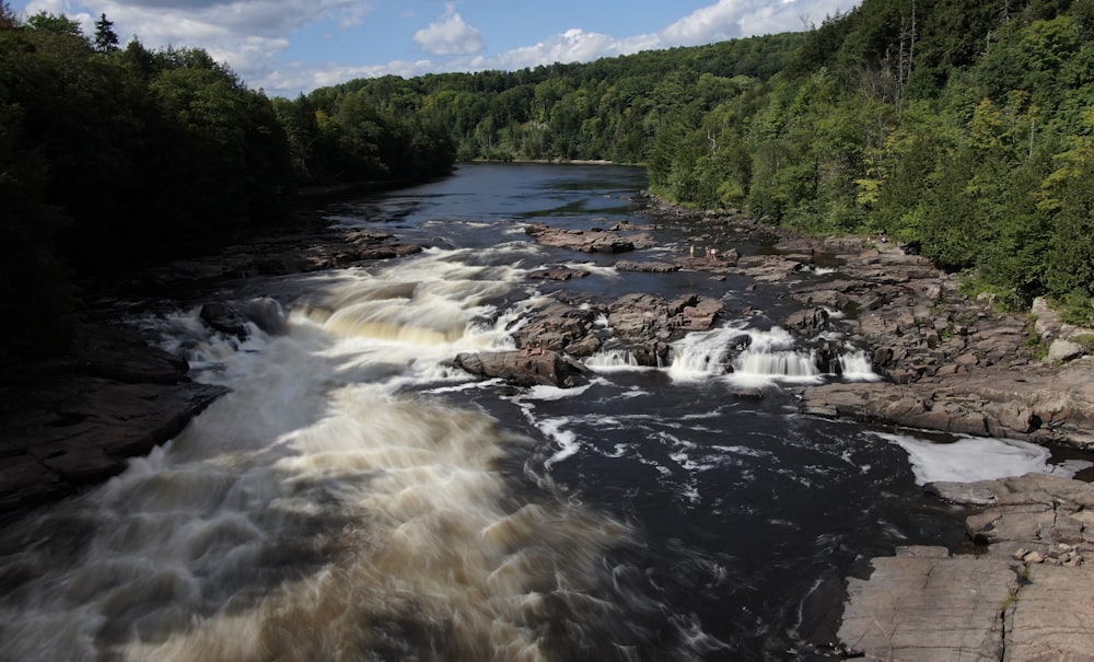 rivière au milieu des arbres verts