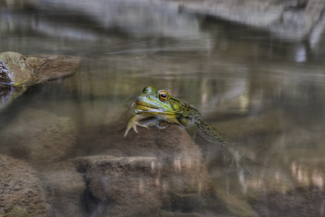 Wildlife photo spot Borer's Falls Toronto Zoo