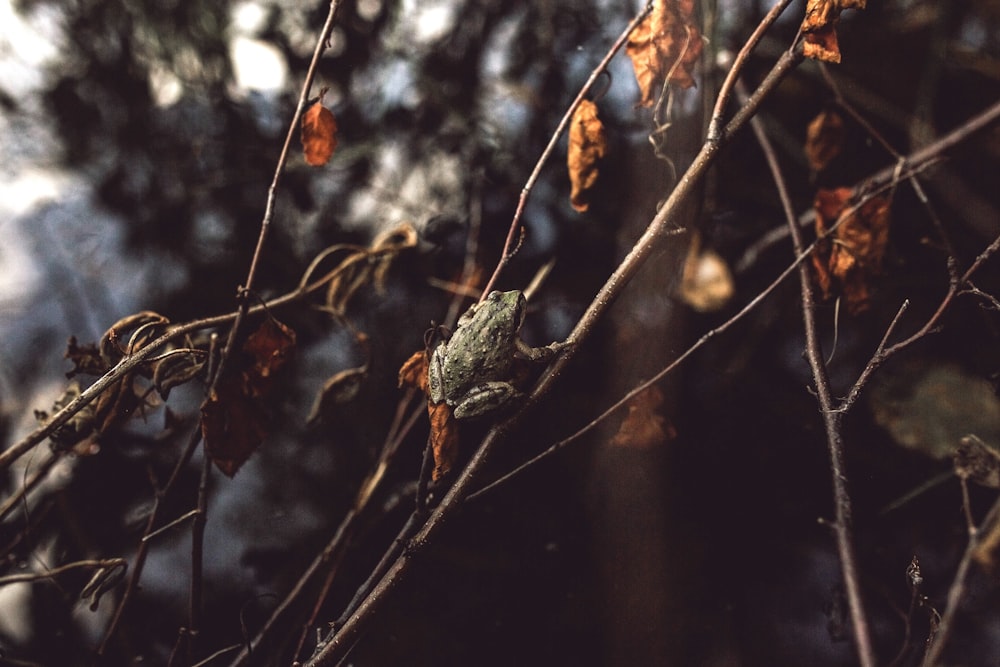 brown dried leaf on brown stem