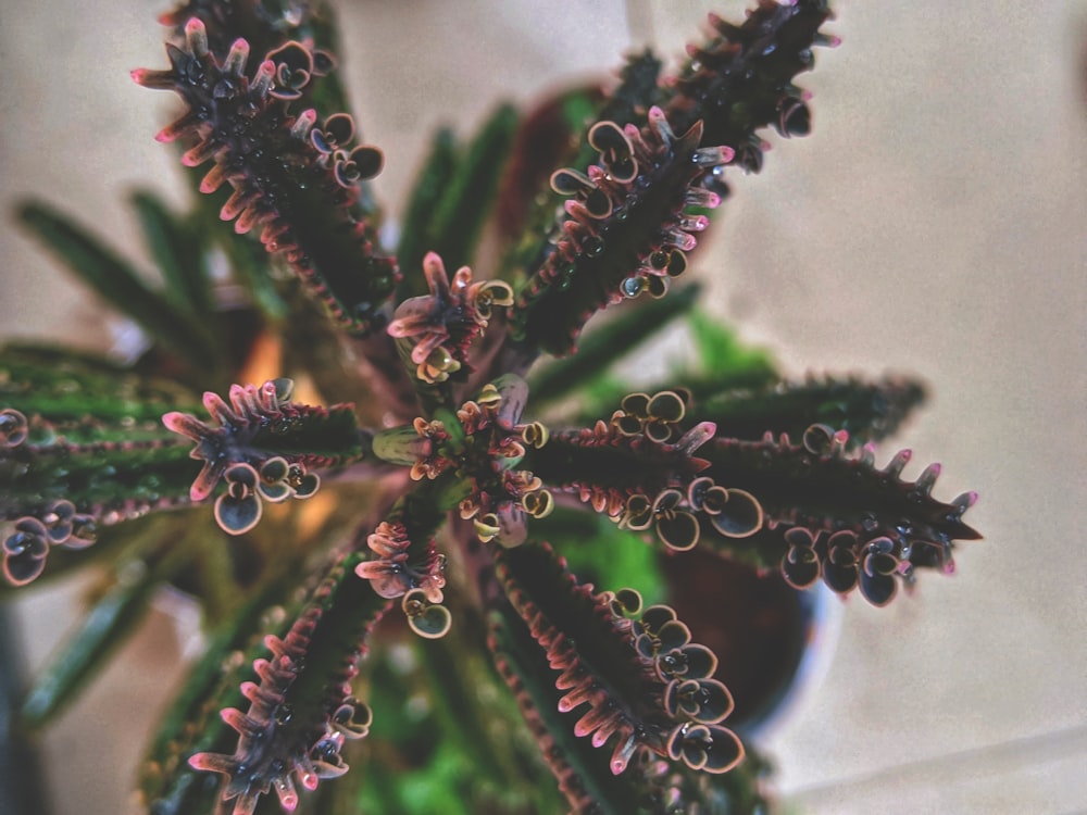 green and brown cactus plant