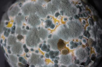 white and blue floral textile