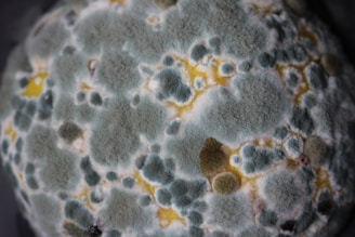 mold removal cape coral