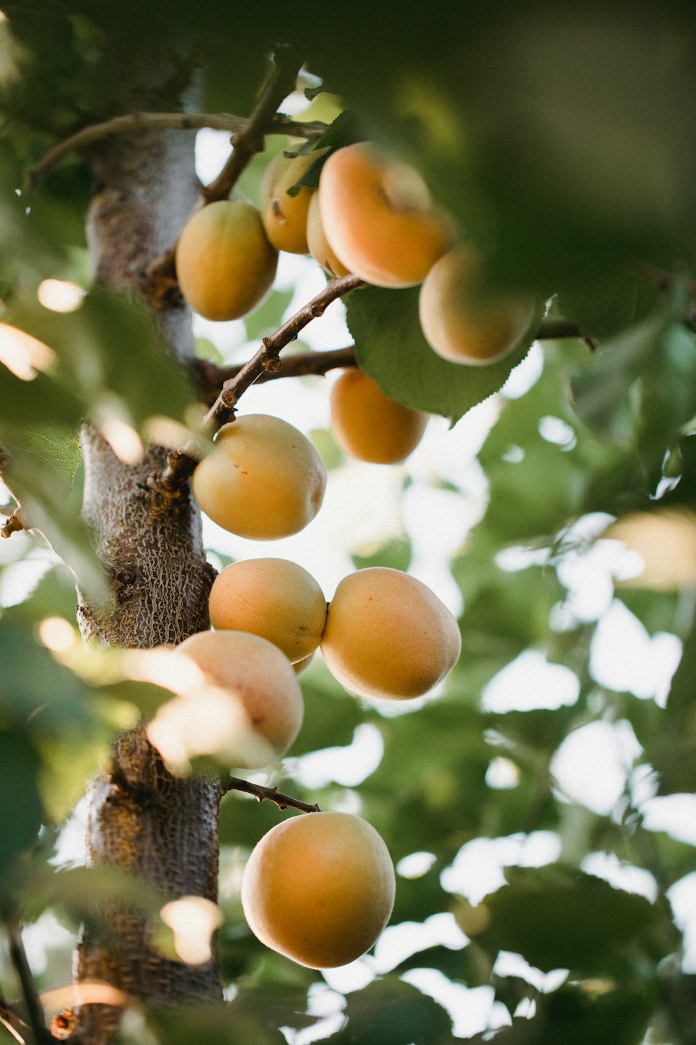 frutos de laranjeira na árvore durante o dia