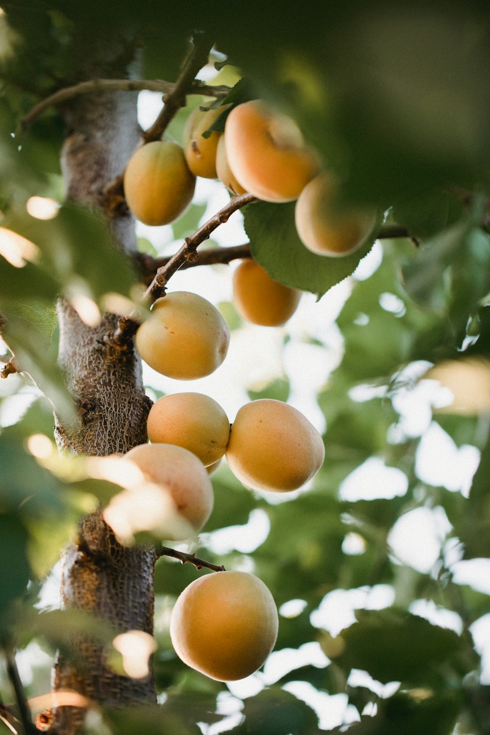 orange fruits on tree during daytime