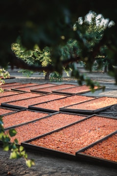 Large wooden trays filled with sliced orange fruit are laid out in rows on the ground, likely for drying in the sun. The scene is surrounded by greenery, suggesting an orchard setting.