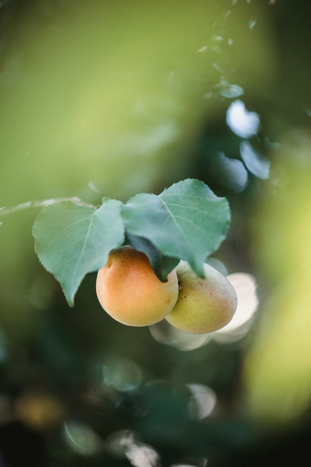 yellow and green round fruit