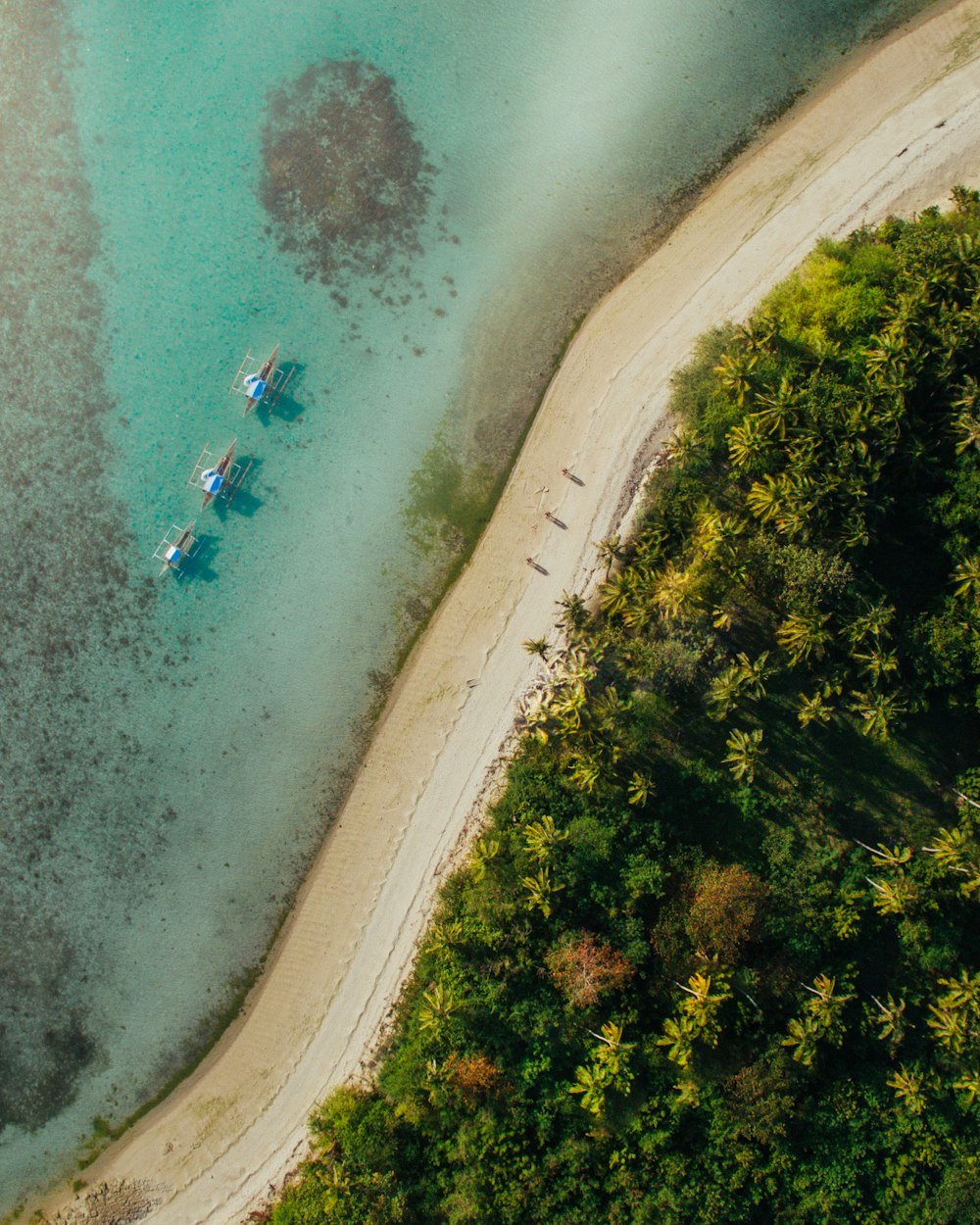 aerial view of green trees beside body of water during daytime