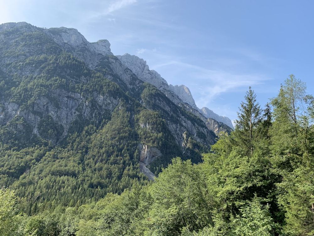 Grüne Bäume am Berg unter blauem Himmel tagsüber